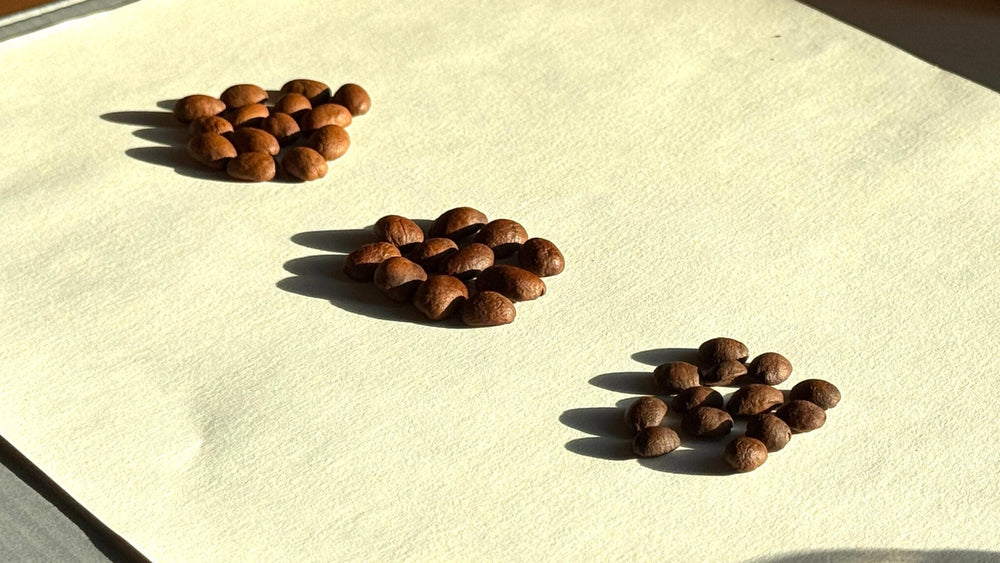 Omni Roast: Balanced Coffee Perfect for Espresso & Filter