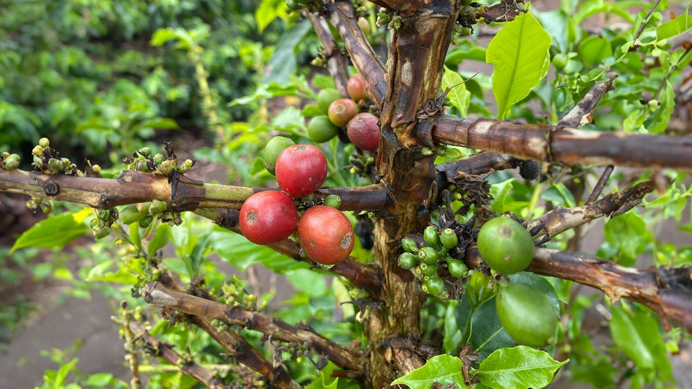 Why is specialty coffee more expensive than regular coffee?