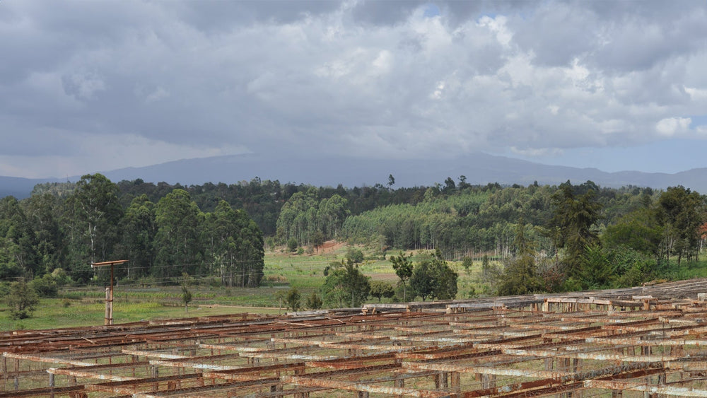 Why is Specialty Coffee becoming rare and costly?