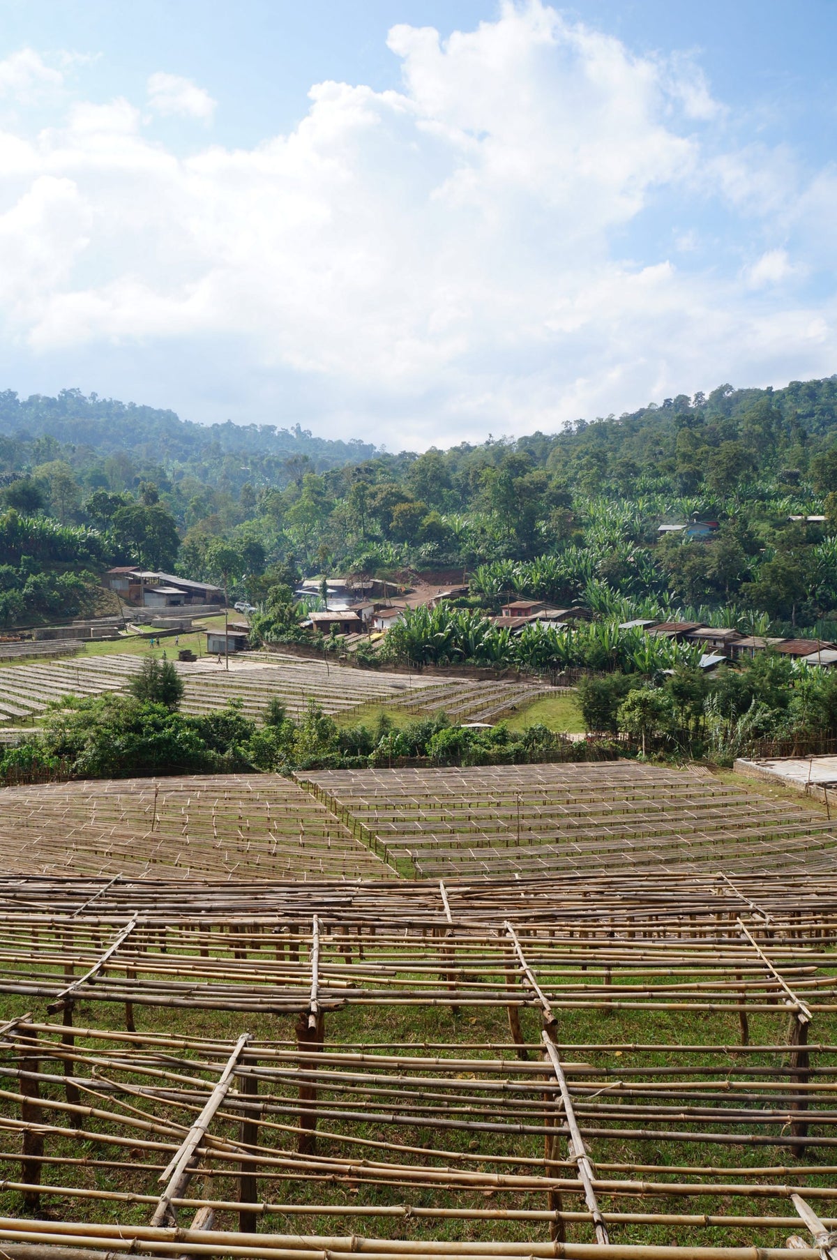 Eth yirgacheffe bnt aricha ws 1 scaled