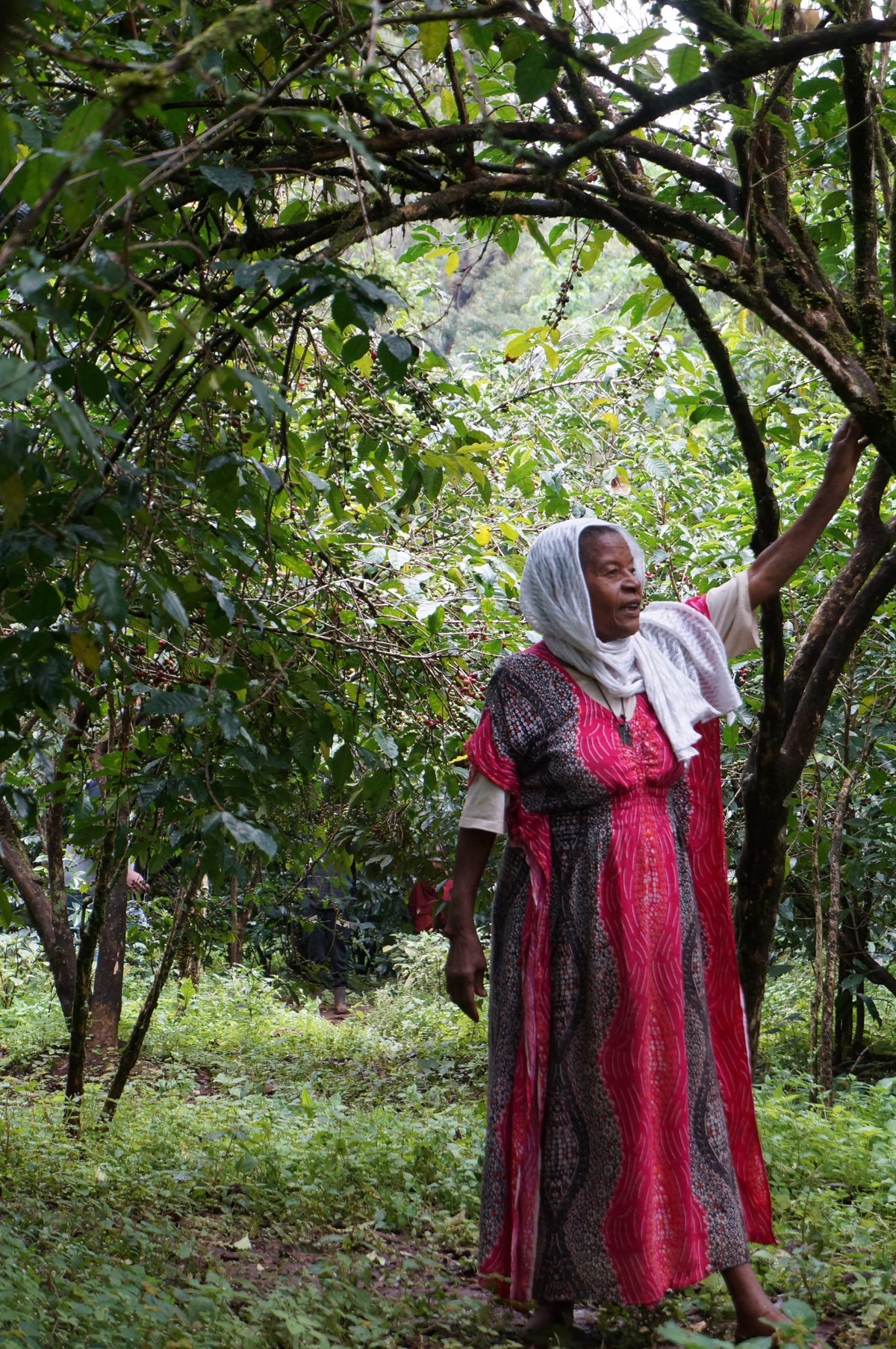 Eth yirgacheffe bnt aricha ws producer aberash alemu 12 scaled