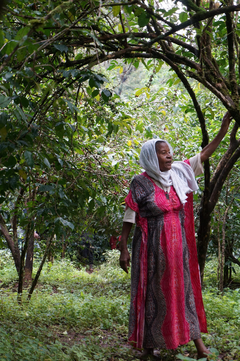 Eth yirgacheffe bnt aricha ws producer aberash alemu 12 scaled