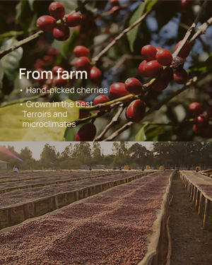 The farms behind Fábrica's specialty coffee — single-origin lots bought from named producers